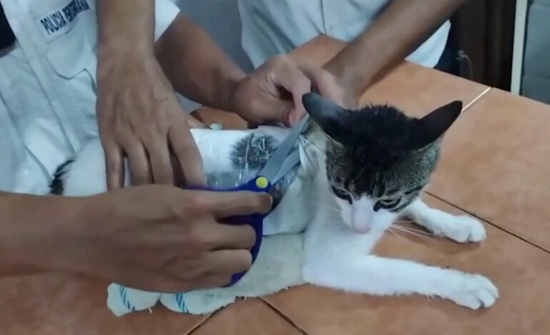 شاهد.. ضبط قطة خلال محاولتها تهريب مخدرات إلى مساجين في كوستاريكا