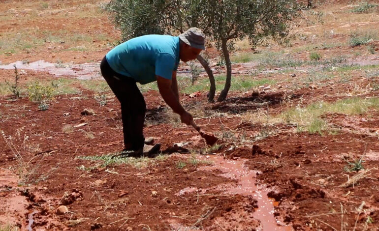 الجفاف يهدد الأمن الغذائي بسوريا والحكومة تبحث عن حلول